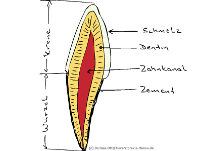 Lila verfärbter Zahn