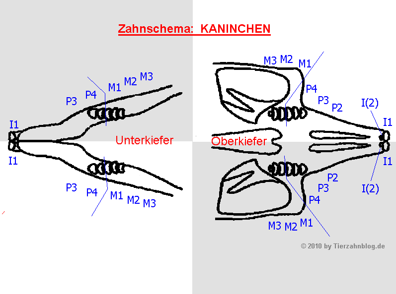 Tierzahnblog Zahnschema Kaninchen