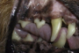 preview: Hund Zahnfleischrückbildung bis zur Wurzel