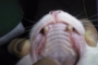 preview: Stomatitis junge Katze 10 Tagen nach OP