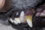 preview: Zahnverfärbung ggf. durch Fraktur Hund