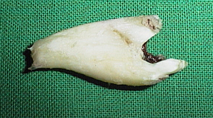 Zahnwurzel eines Canius, extrahiert