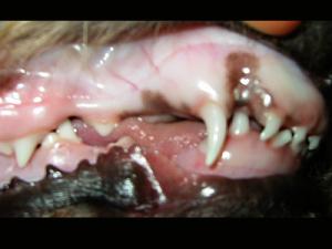Caninusengstand vor dem Zahnwechsel