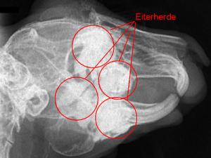 Folgen und Symptome des übermäßigem Zahnwachstums bei Hasenartigen und pflanzenfressenden Nagetieren