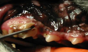 Gingivitis oder auch Zahnfleischentzündung Hund