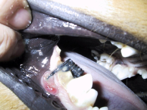 Hund Zahn Fremdkörper