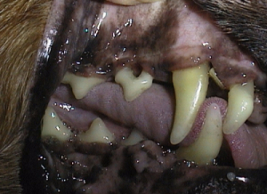 Hund Zahnfleischrückbildung bis zur Wurzel