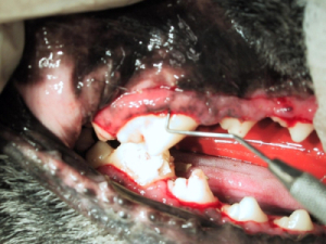 Hund Zahnfleischtaschen