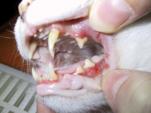 Katze Gingivo-Stomatitis chronisch