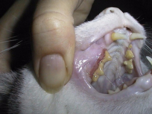 Katze Gingivo-Stomatitis junge Katze