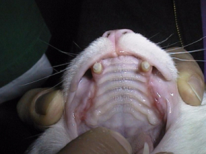 Stomatitis junge Katze 10 Tagen nach OP