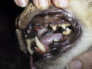 Katze Zahnfleischrückbildung