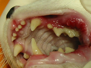 Stomatitis/ massive Zahnfleischentzündung