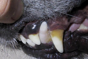 Zahnverfärbung ggf. durch Fraktur Hund
