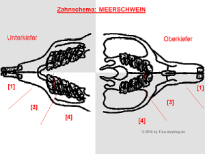 Zahnschema Meerschweinchen