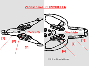 Zahnschema Chinchilla