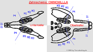 Zahnschema - Chinchilla - anatomische Nummerierung