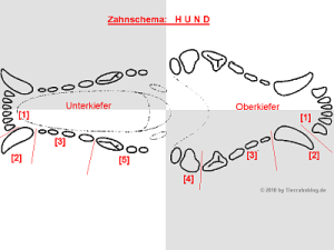 Zahnschema Hund