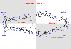 Zahnschema - Hund - anatomische Nummerierung