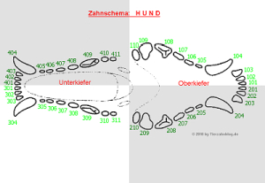 Zahnschema - Hund - Nummerierung nach Triadan