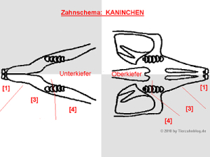 Zahnschema Kaninchen