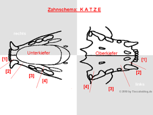 Zahnschema Katze