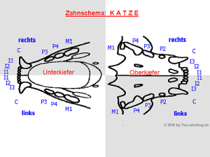 Zahnschema Katze - mit Nummerierung nach Triadan