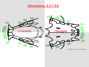 Schematische Darstellung des Katzenegebisses(anatomische Nummerierung)