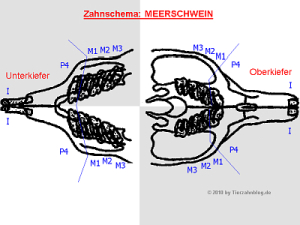 Zahnschema - Meerschweinchen - anatomische Nummerierung