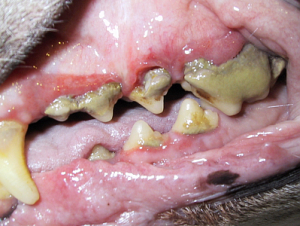 Massiver Zahnsteinbefall beim Hund