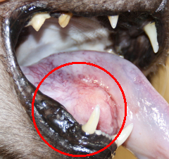 Katze mit Tumor unter der Zunge