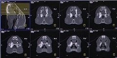 Computertomographie im tiermedizinischem Einsatz