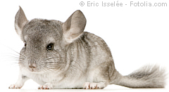 Degu