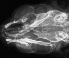 Röntgenbild Katze frakturierter Unterkiefer