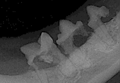 Röntgenbild einer Katze mit resorptiven Läsionen (ehemals FORLs)