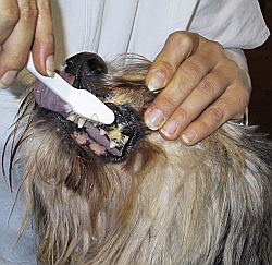 Ein Hund bekommt die Zähne geputzt